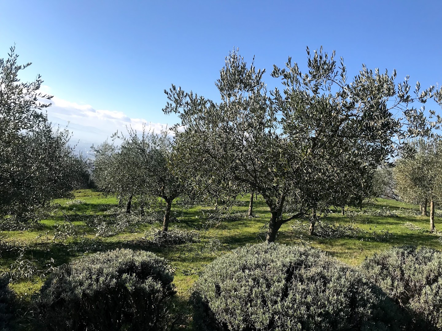 Gardenarts di Cristian Polidori — Foto 4